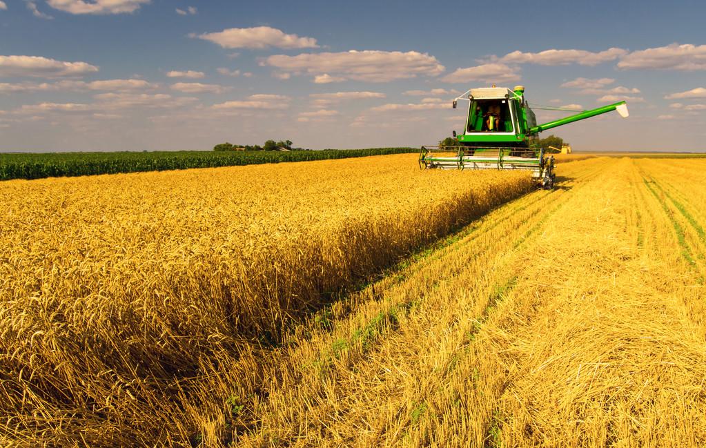 河南五地试点为小麦制种上“保险”